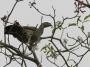 Day03 - 30 * Chaco Chachalaca